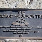 Copacul memorial George Harrison, distrus de... beetles