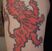 Poze Tatuaje. Modele de Tatuaje (foto) Leu emblema rosie