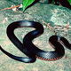 black_snake