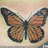 Poze Poze Tatuaje. Modele de Tatuaje (foto) - Fluture colorat portocaliu cu negru