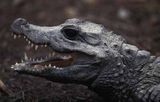 10 Crocodilieni unici si fascinanti