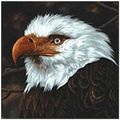 Mogwai - Hawk Is Howling (CD)