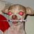 Cainele death metal se intoarce (video) Cainele death metal se intoarce (video)
