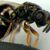 Cele mai uimitoare 5 insecte din lume Cele mai uimitoare 5 insecte din lume