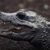 10 Crocodilieni unici si fascinanti 10 Crocodilieni unici si fascinanti
