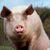 Primul animal modificat genetic sa nu miroasa urat este porcul Primul animal modificat genetic sa nu miroasa urat este porcul