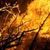 Un grup de rockeri incendiaza o padure