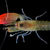 O specie noua de creveti poarta numele trupei Pink Floyd O specie noua de creveti poarta numele trupei Pink Floyd