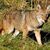 Catelul lui Ozzy a fost mancat de un coiot (RIP) Catelul lui Ozzy a fost mancat de un coiot (RIP)