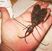 Insecte puternice si periculoase Insecte puternice si periculoase