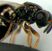 Insecte puternice si periculoase Insecte puternice si periculoase